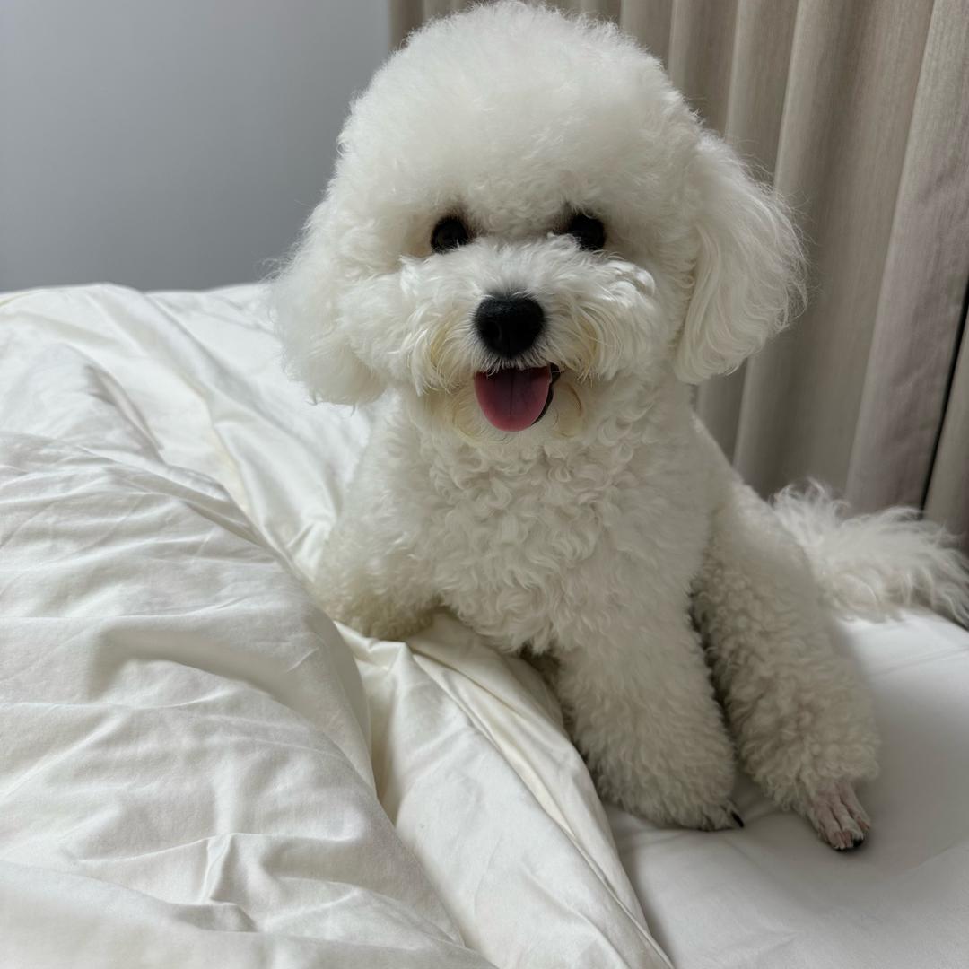 汤圆是只比熊犬