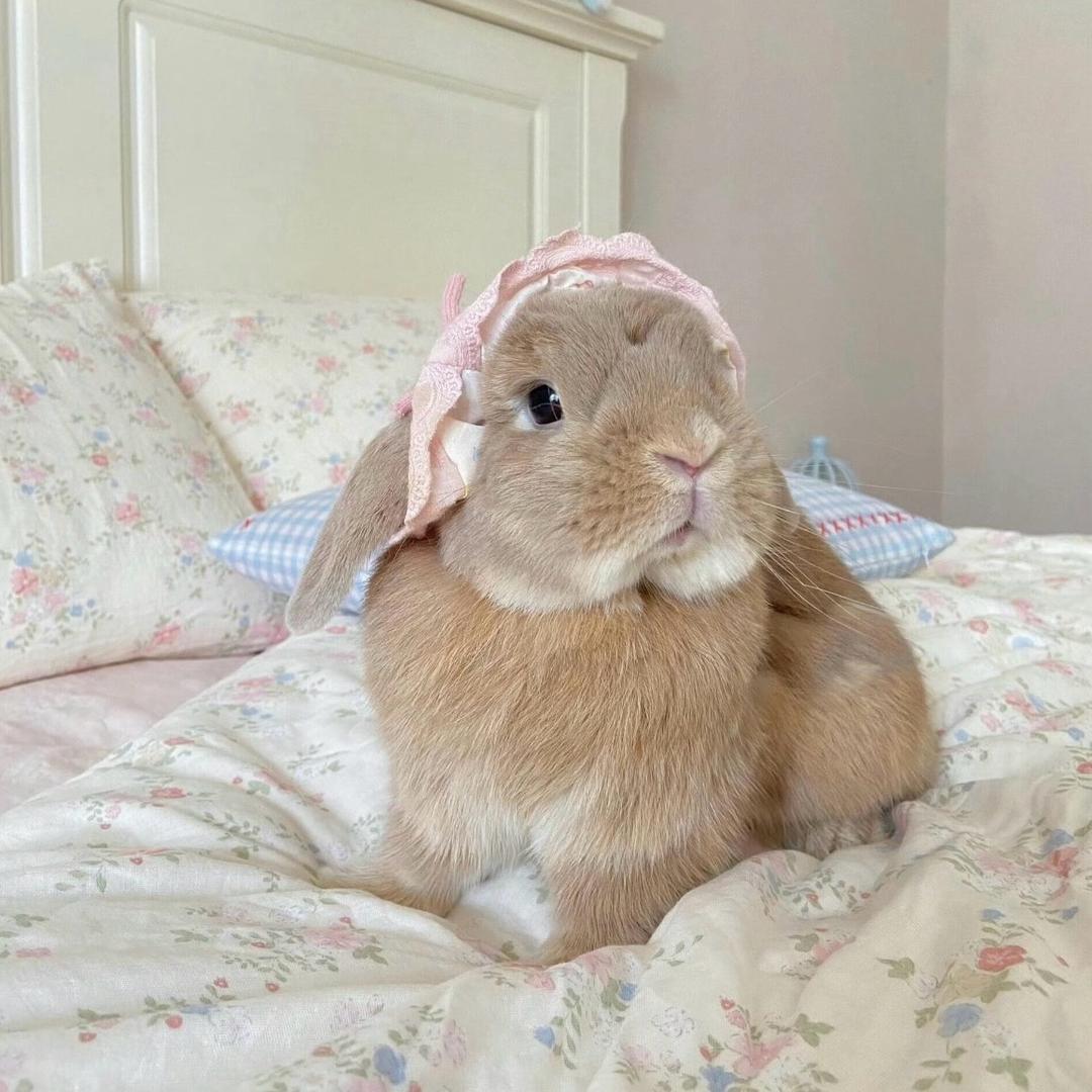 ･ᴗ･