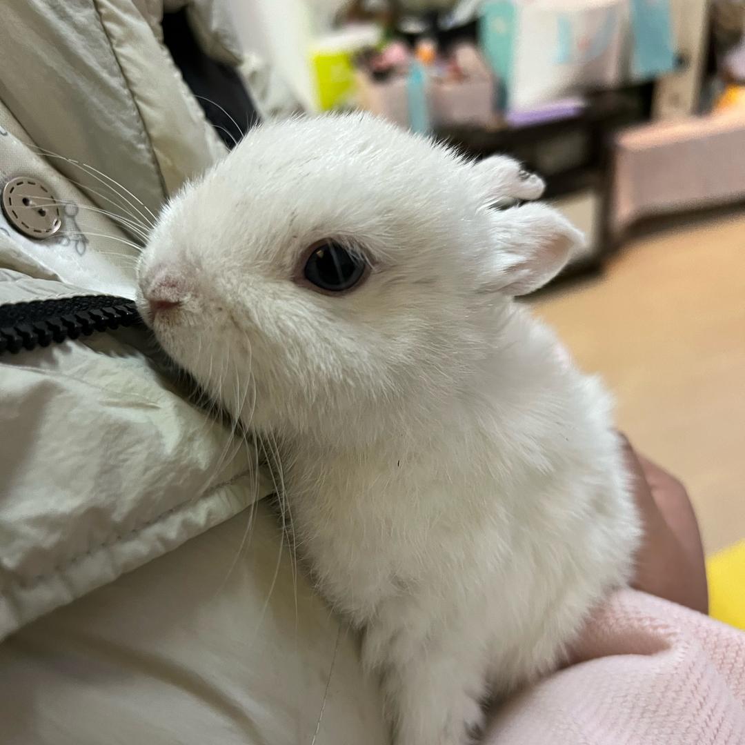 一只小兔兔