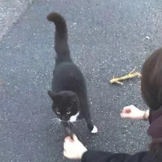 猫南北