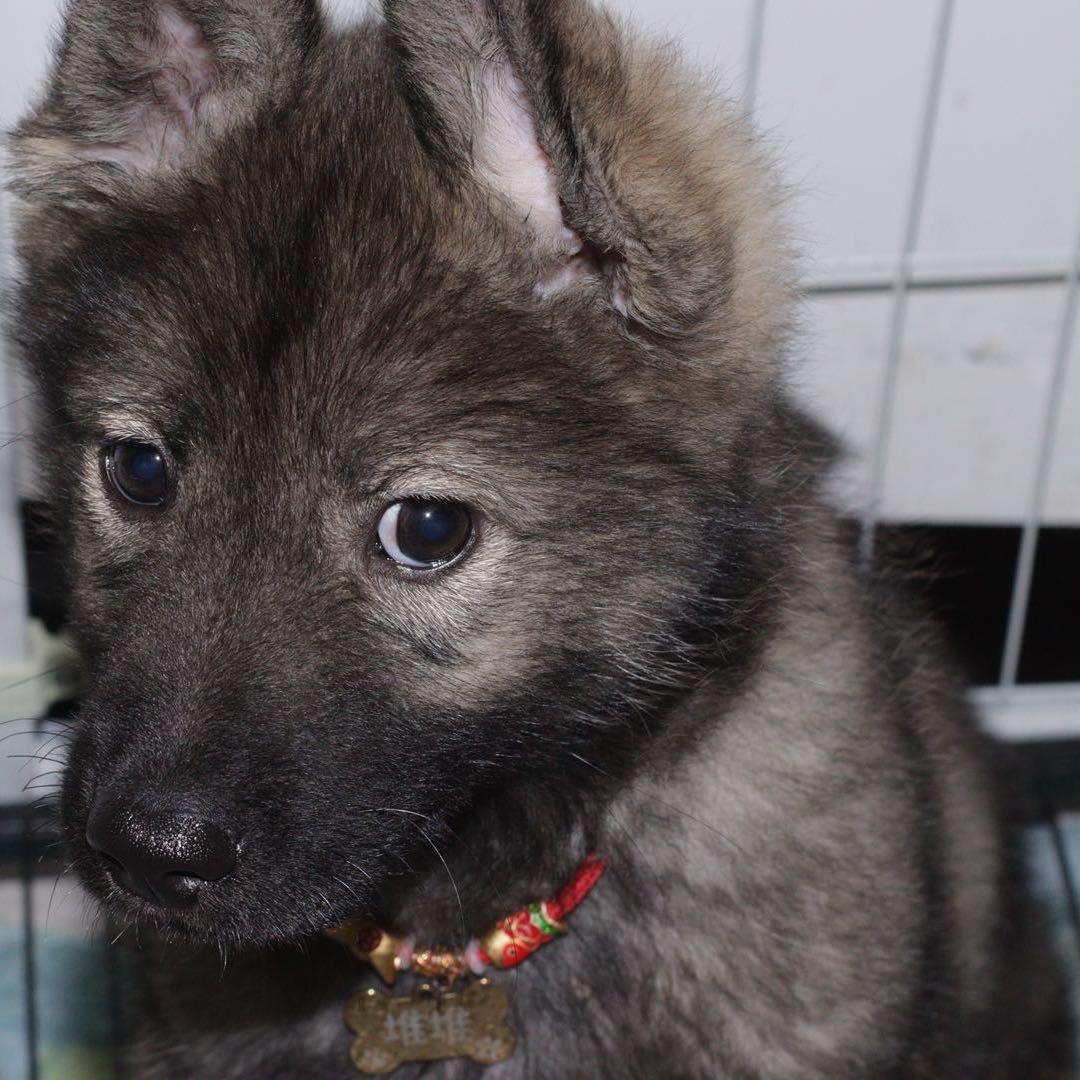 今天你边拉粑粑边嗦粉了么