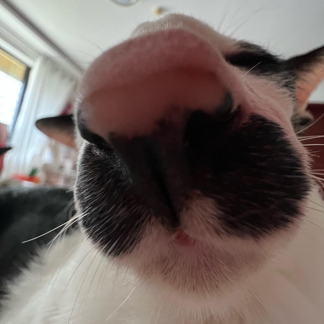 小胡子是只猫😺