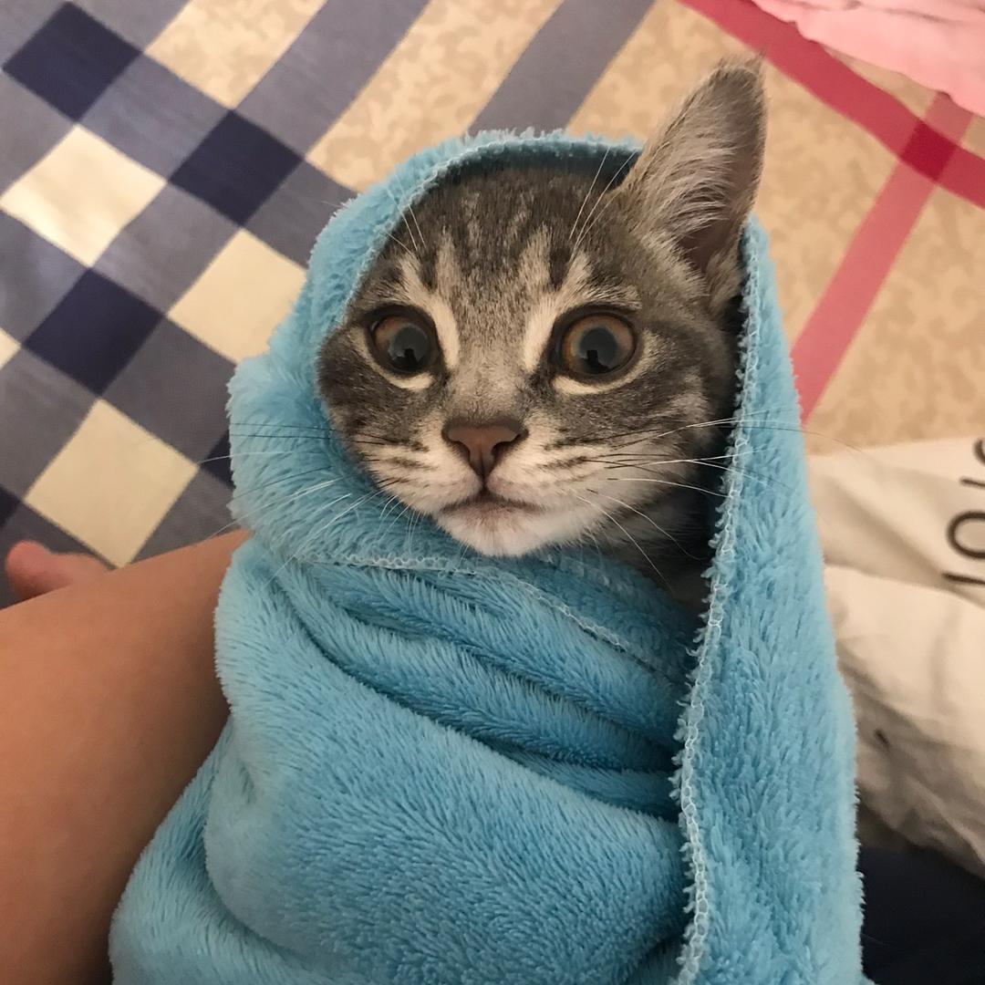 我家有只溜达喵😺