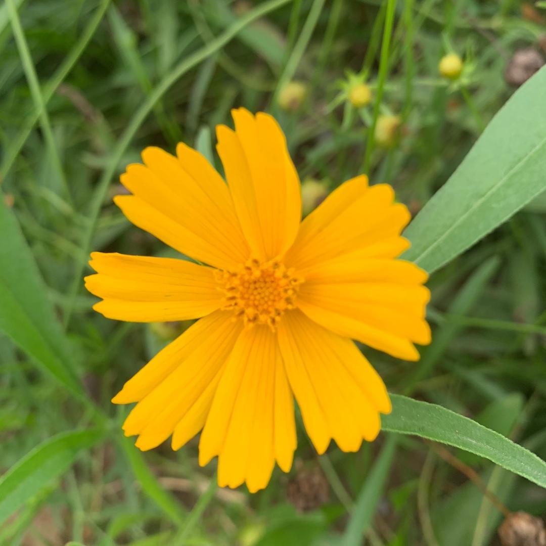 菊
