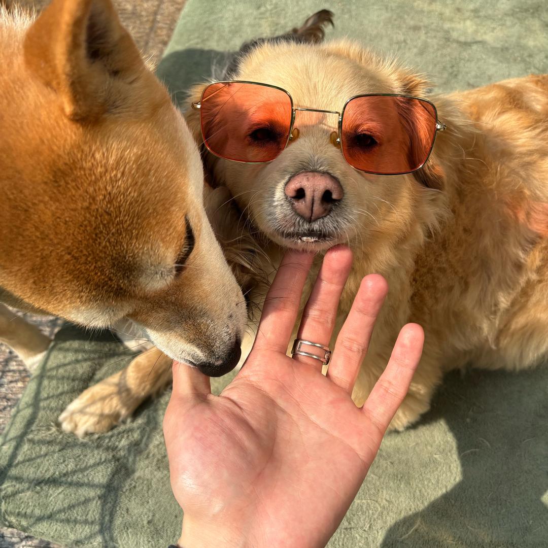 无锡玖月宠物（惠山店）