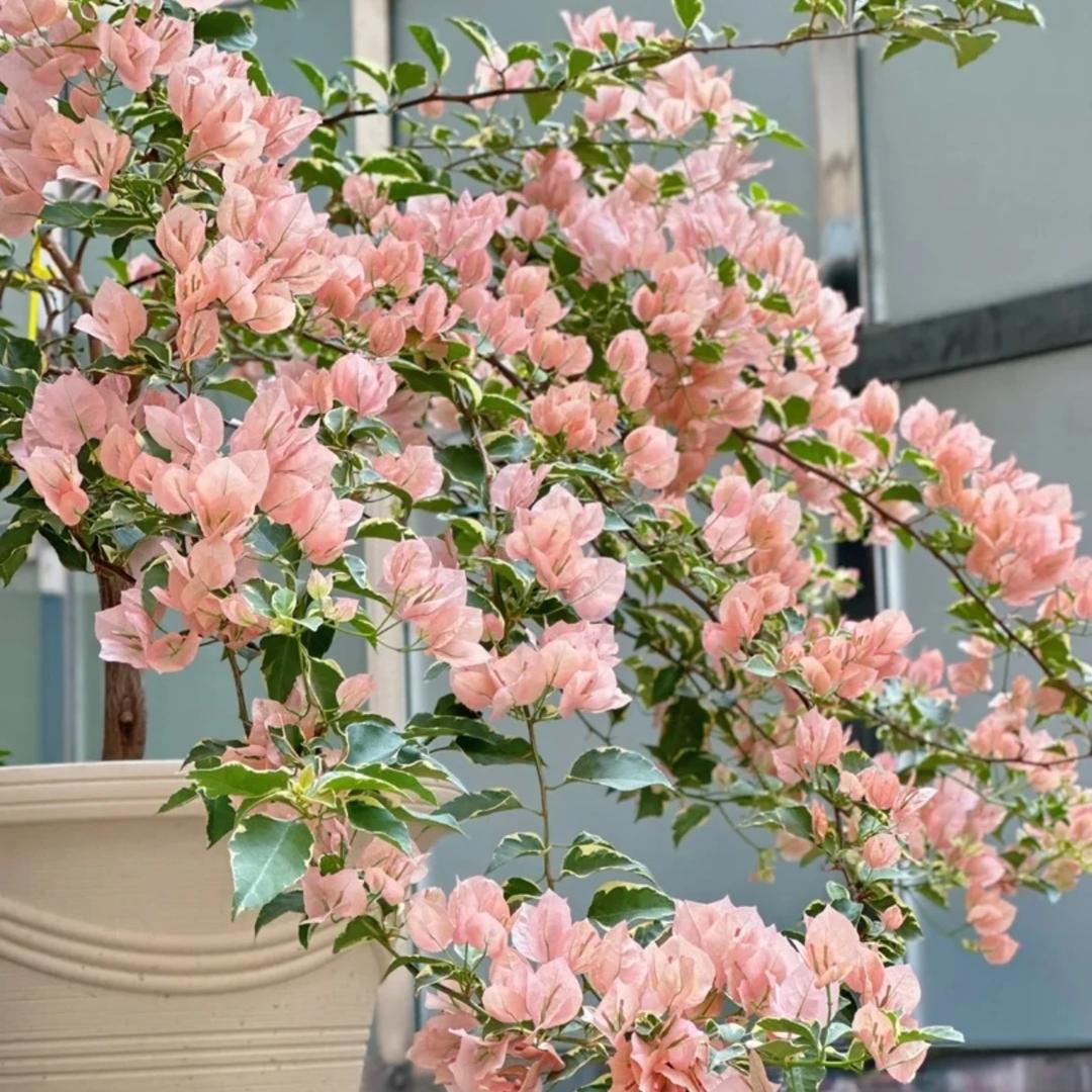 万花阁三角梅