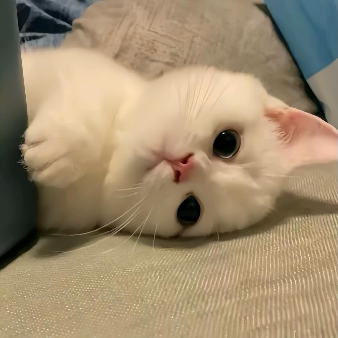 蓝 ㅤ