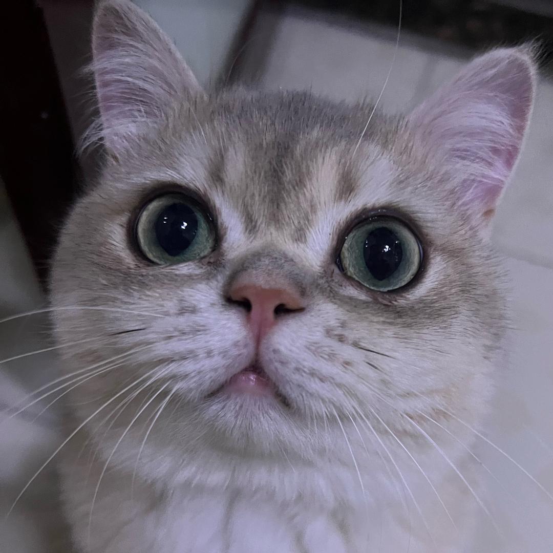 木之下茜