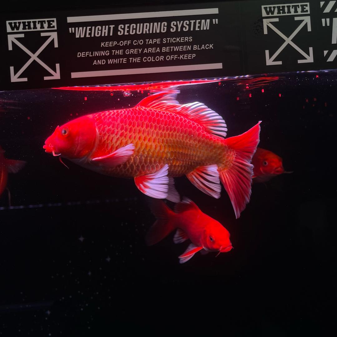 葫芦岛阿宁水族馆