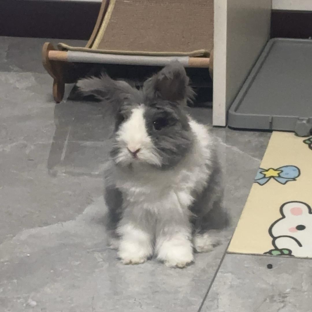 兔子贝特