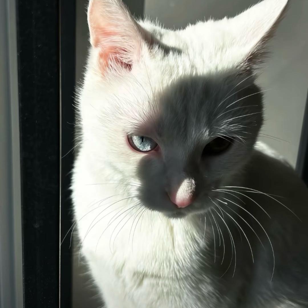 小半.