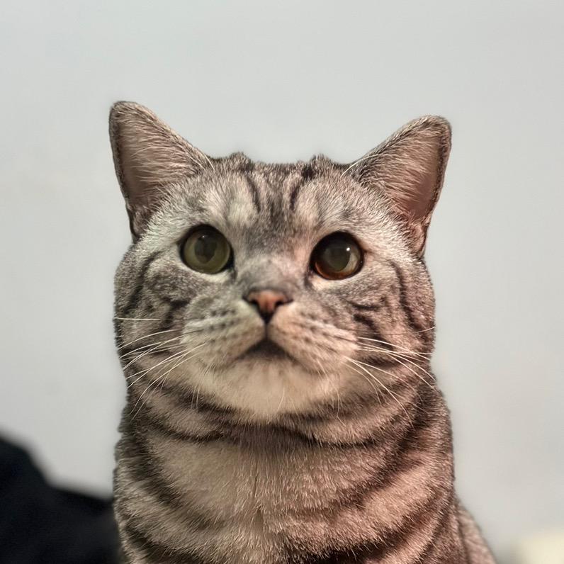 我家猫叫十一