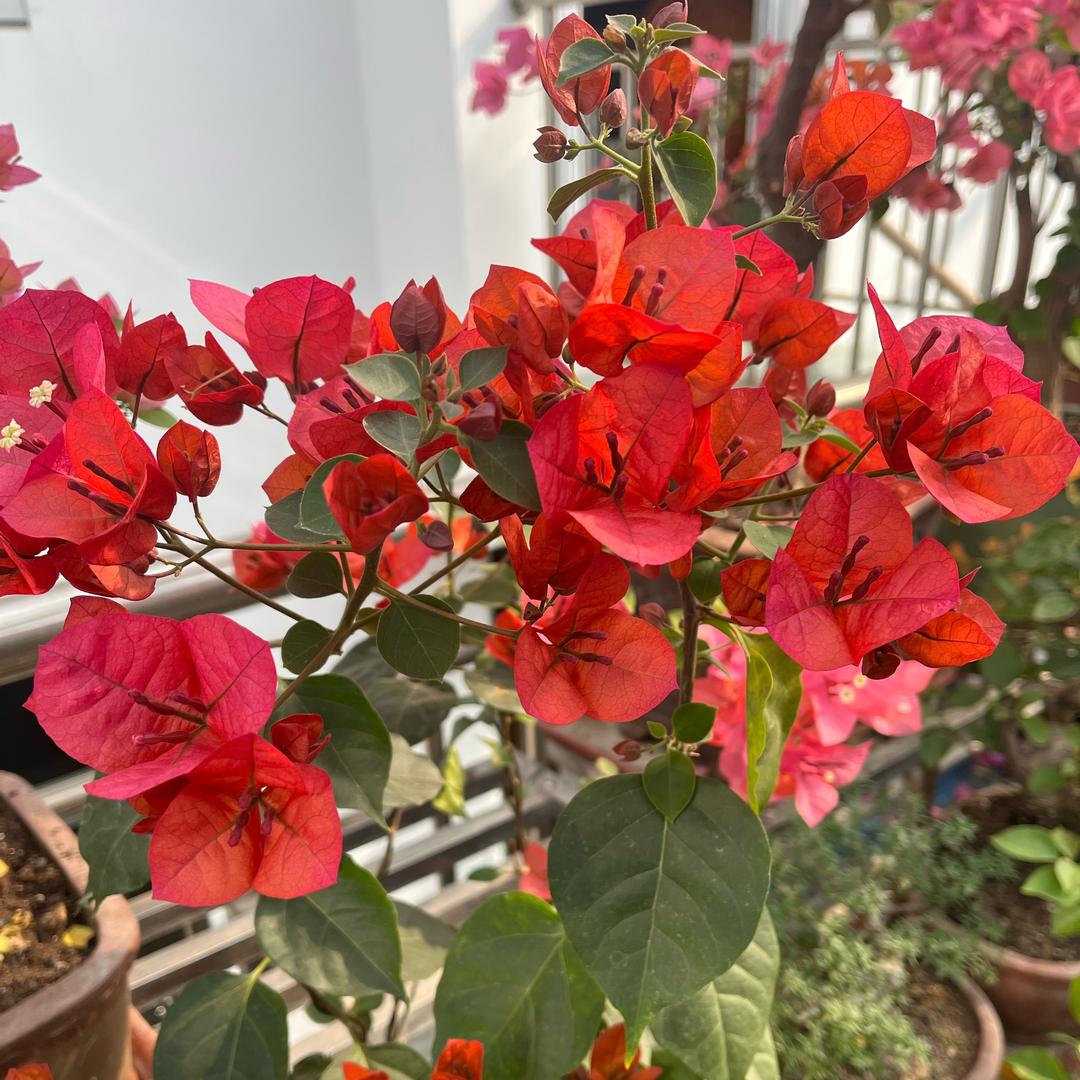 🇨🇳雪🌨️哥🇨🇳