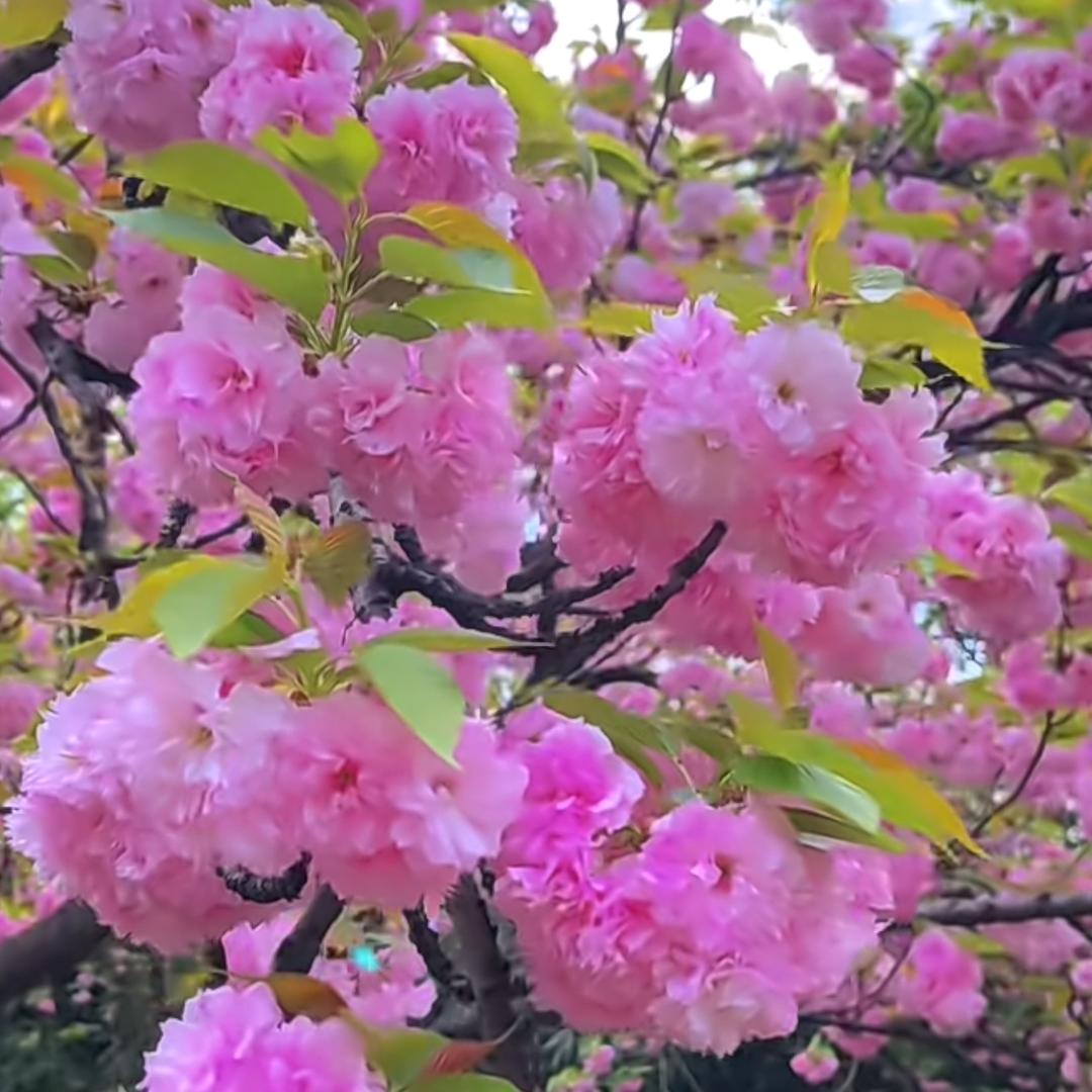 陈lan