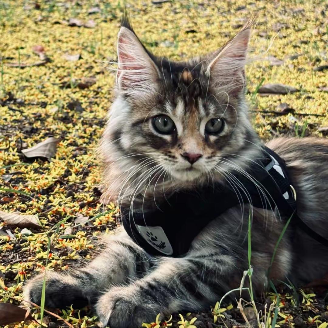 三鹏商行lkaswjf77直播号