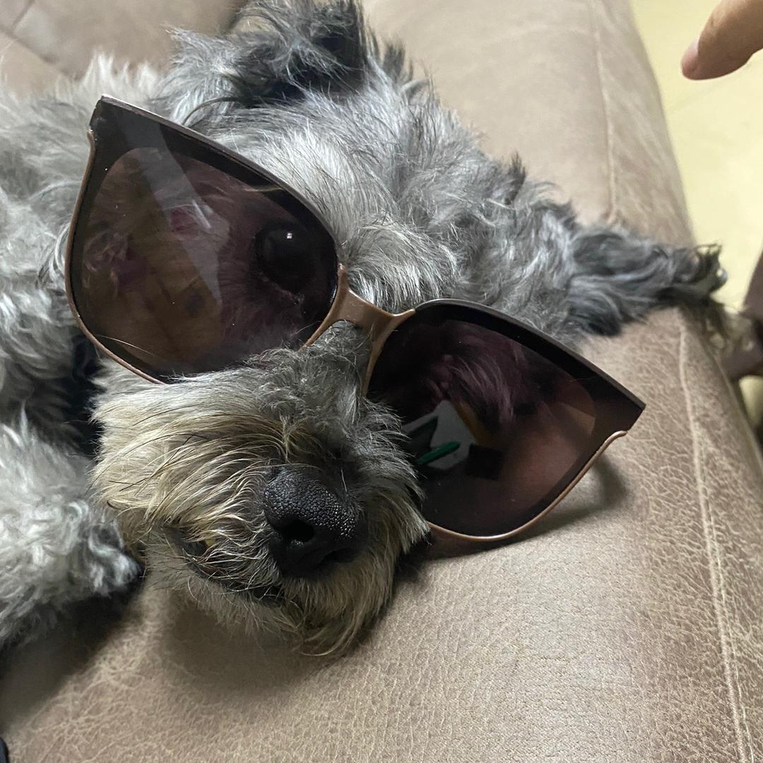 土拨鼠奶昔（抽象版）