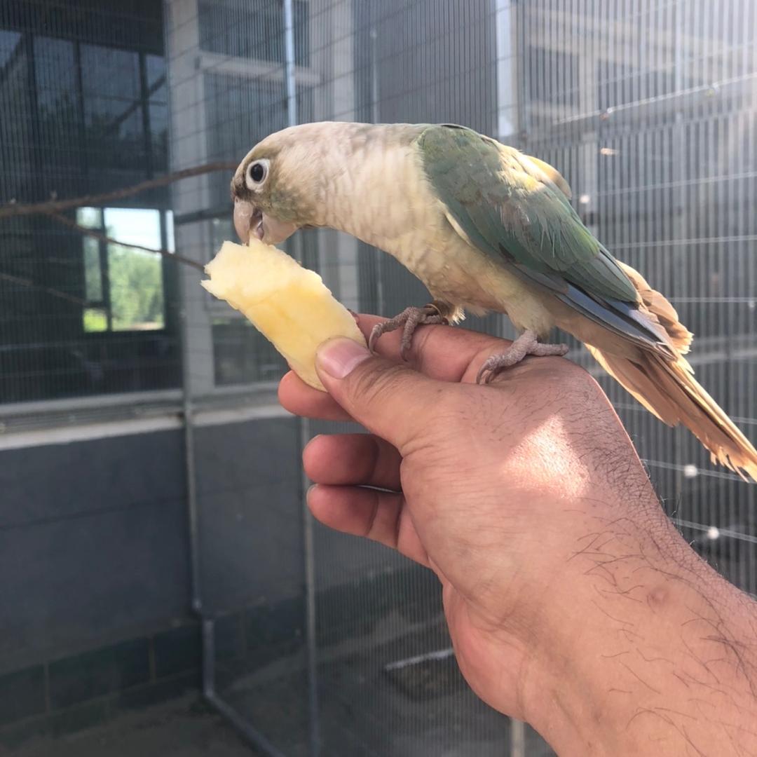 小小鹦鹉养殖