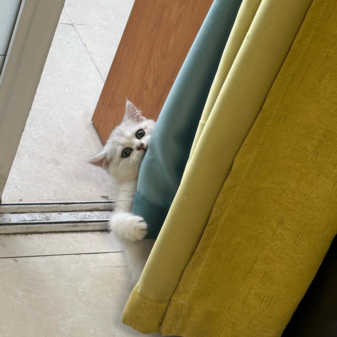 不吃壮壮