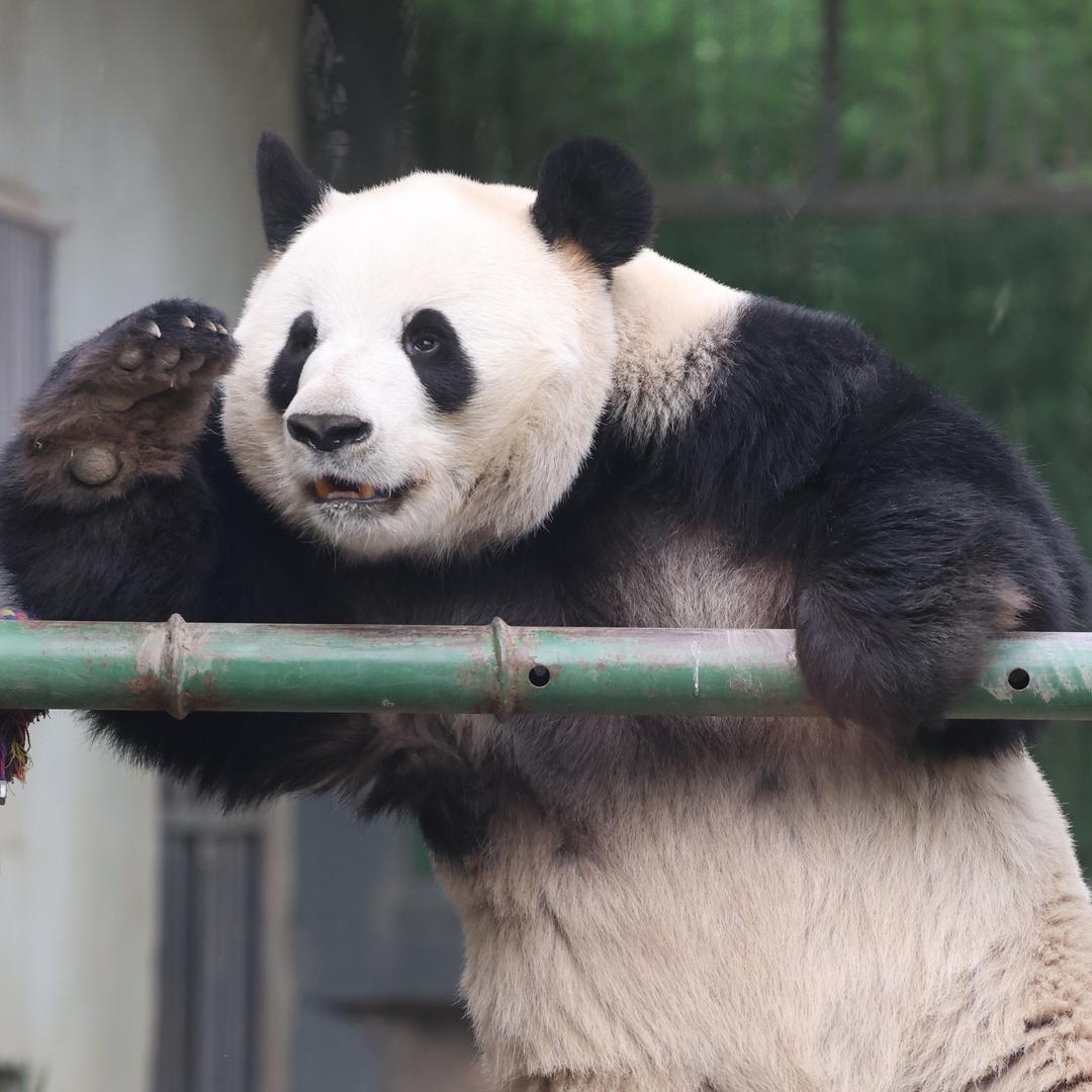 奶酱就酱🌸（见过萌兰版）
