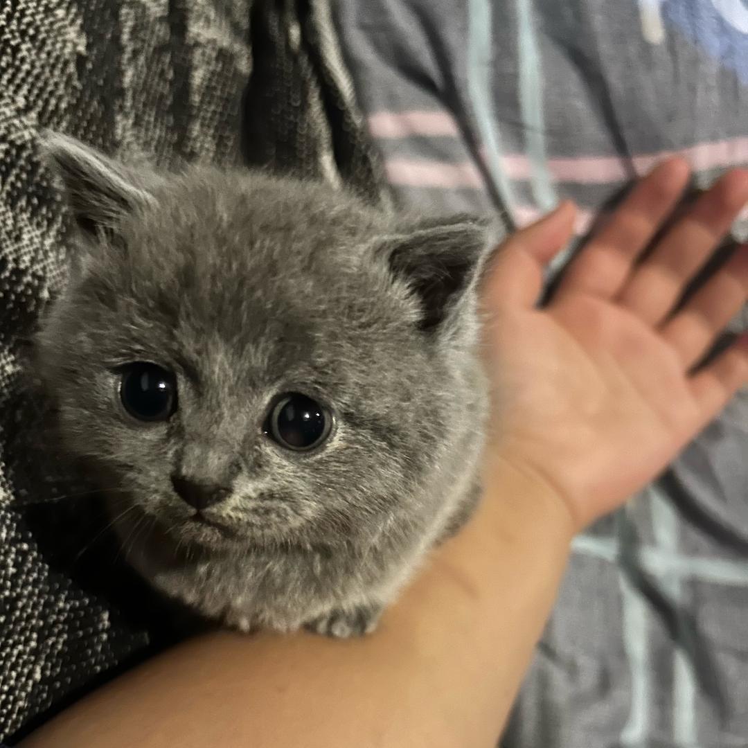 八挂的姐姐和妹妹