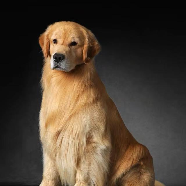 凯哥宠物繁殖基地