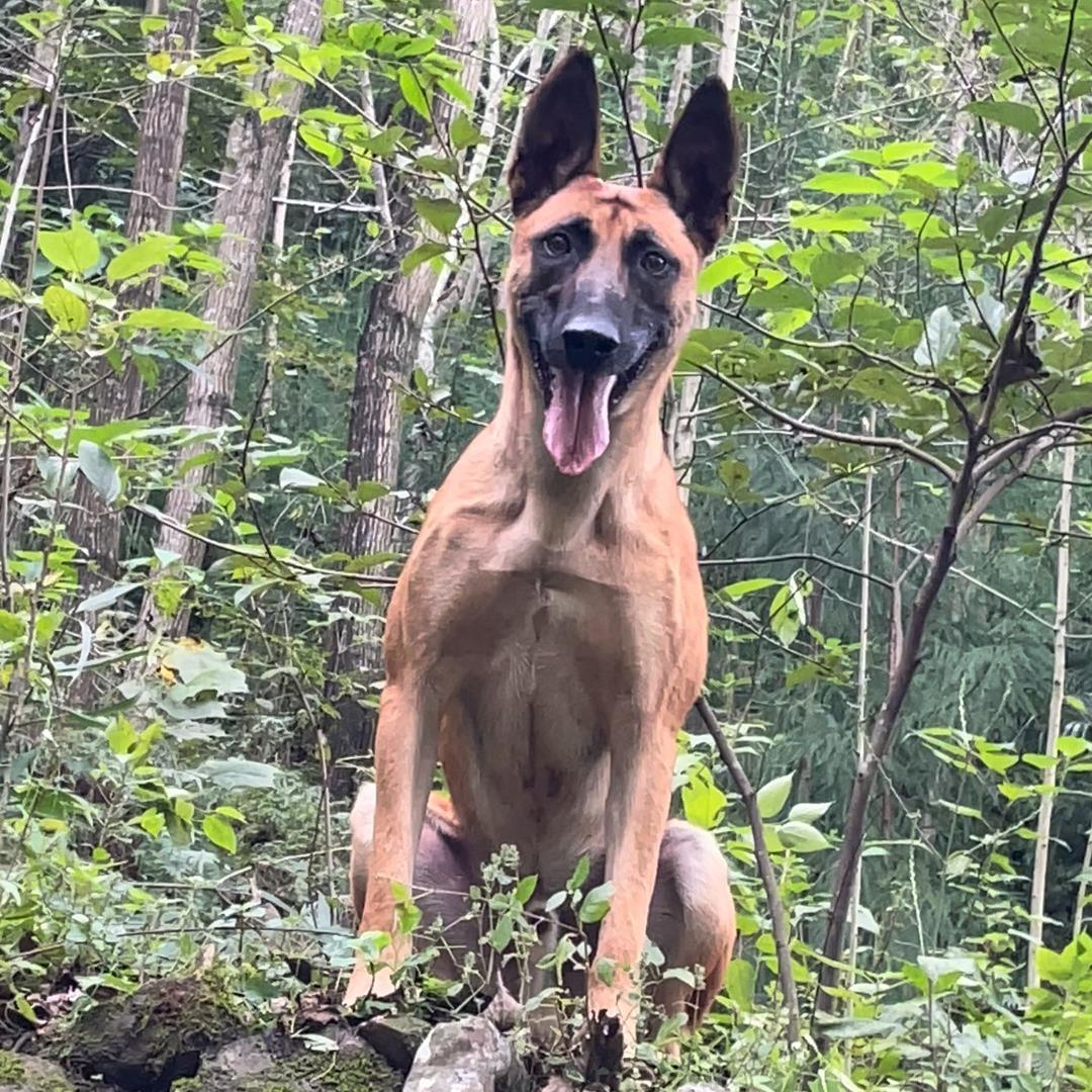 马犬AK🐺