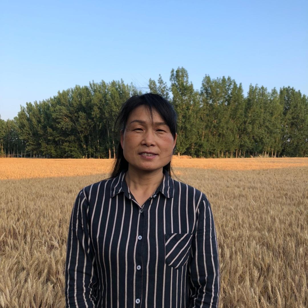 麦田里的小红