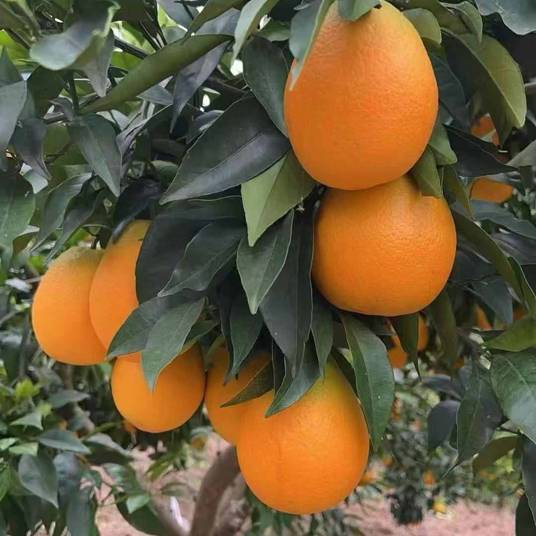 脐橙售卖专业户