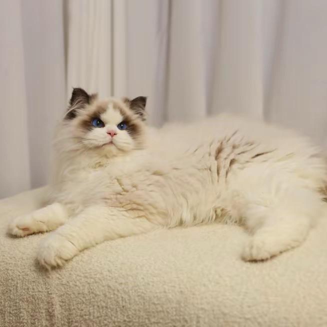 凑凑的稀有色布偶猫小屋