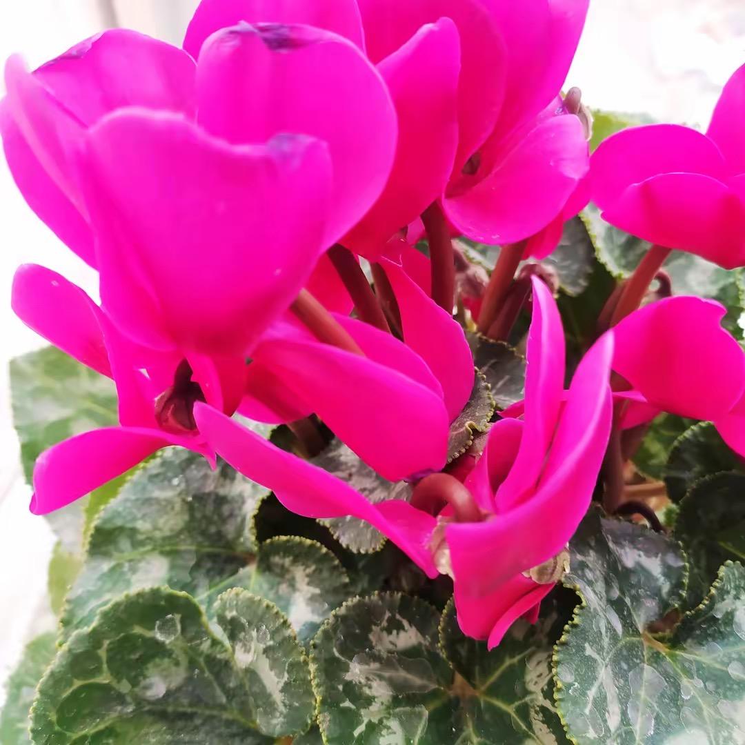 周玉芳