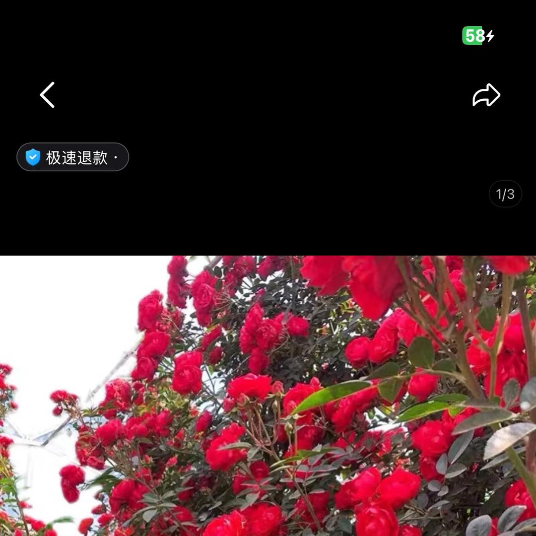 上雅君花卉