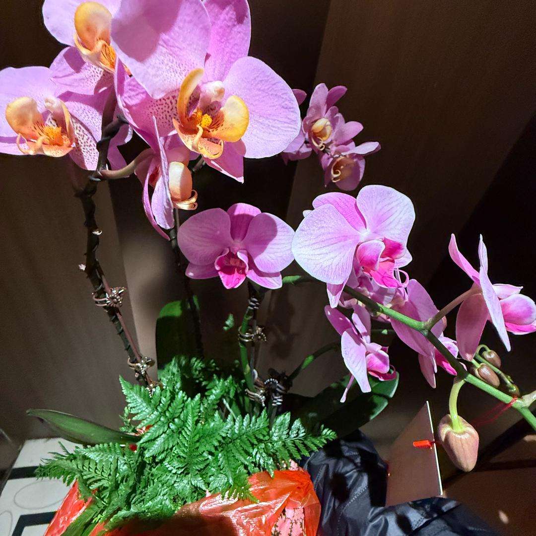 花开富贵🧘‍♀️