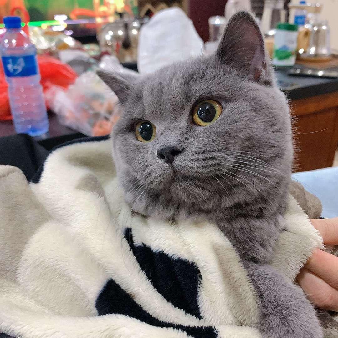 萌探宠物用品店铺