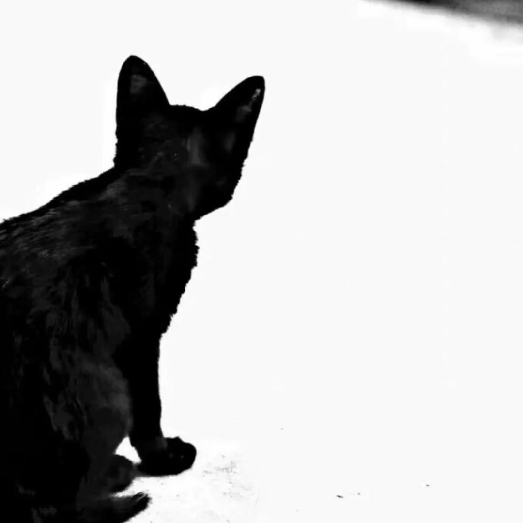 起司猫