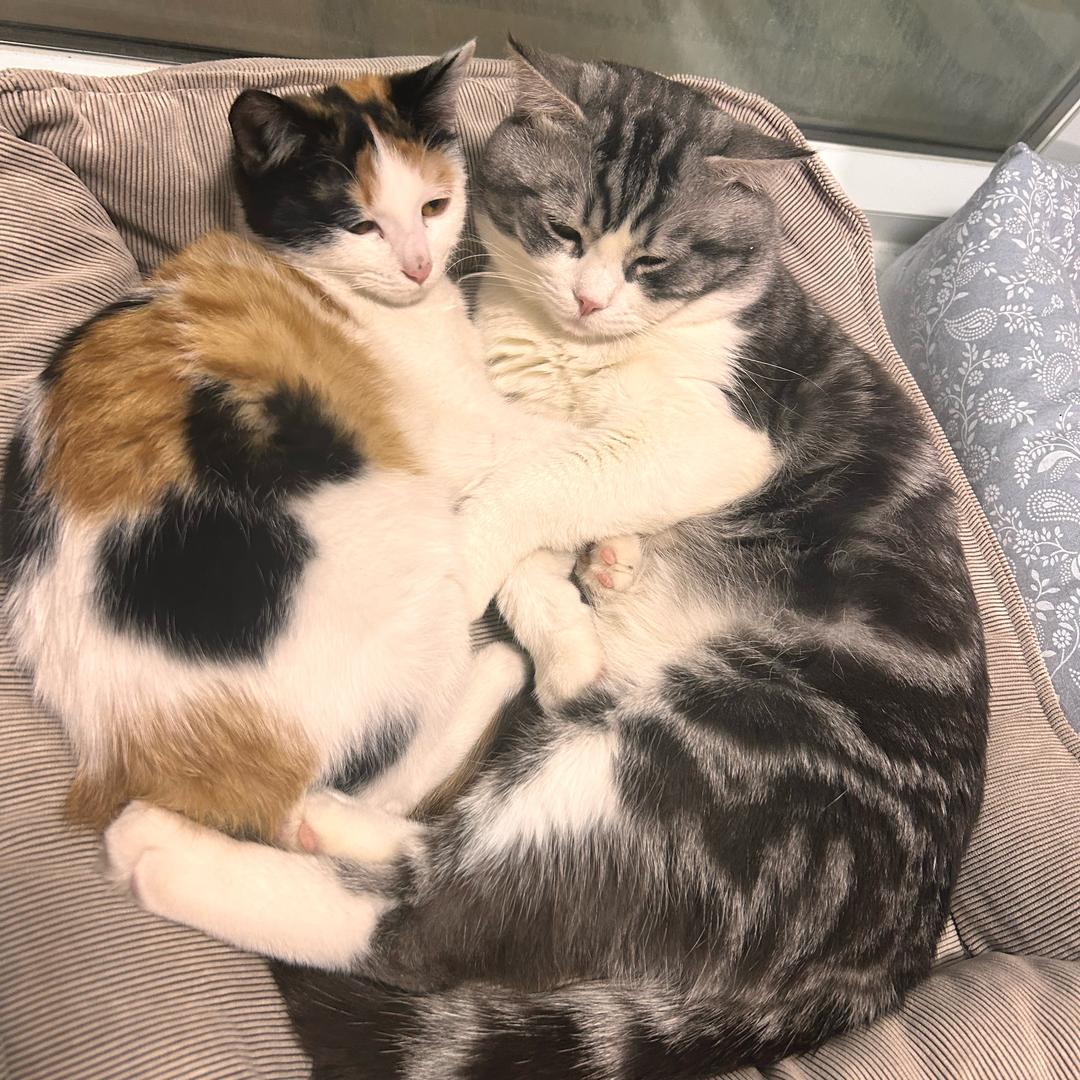 开心五小只🥰🥰😍ོ😍ི