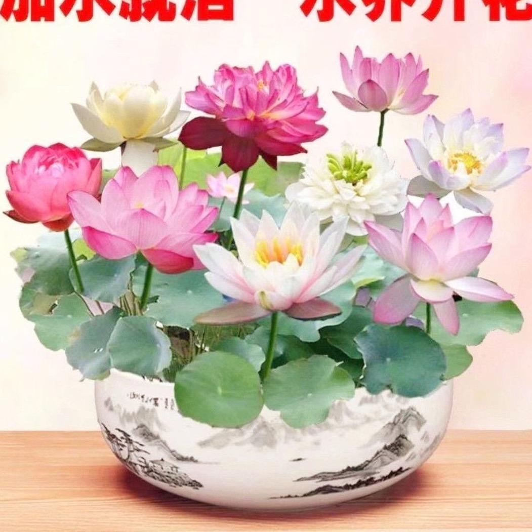 嘎嘎好种子经营部