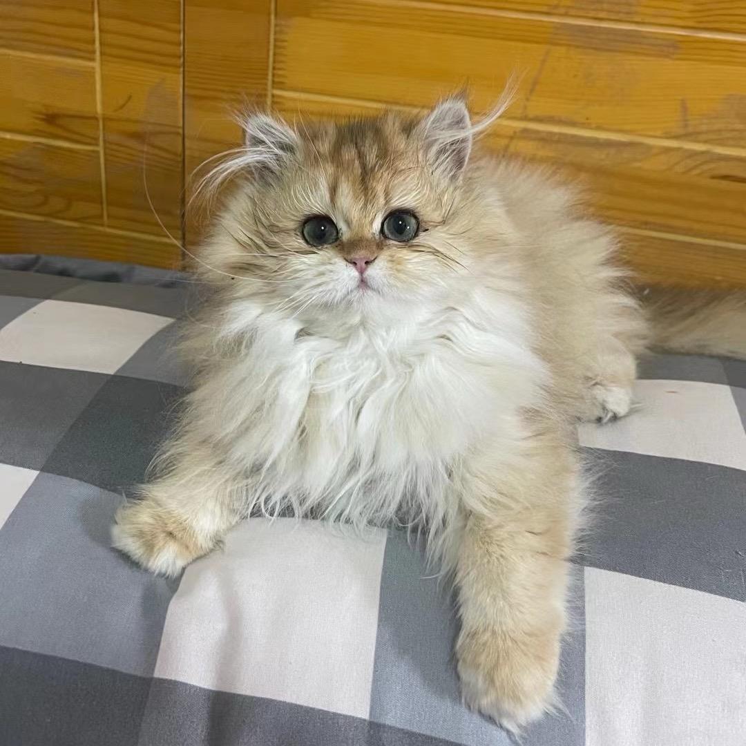 哚妞工作室