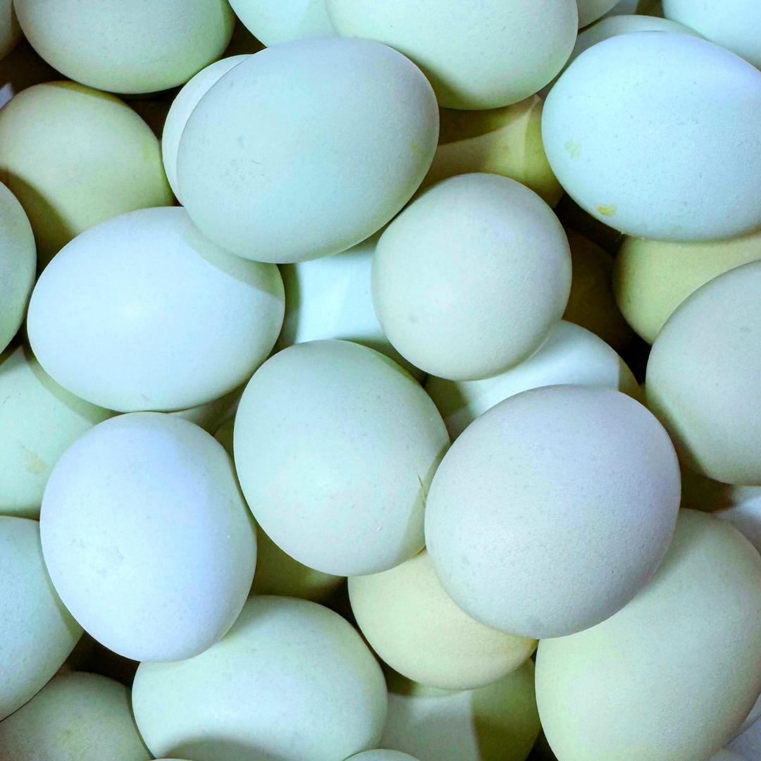 优优绿壳蛋农场