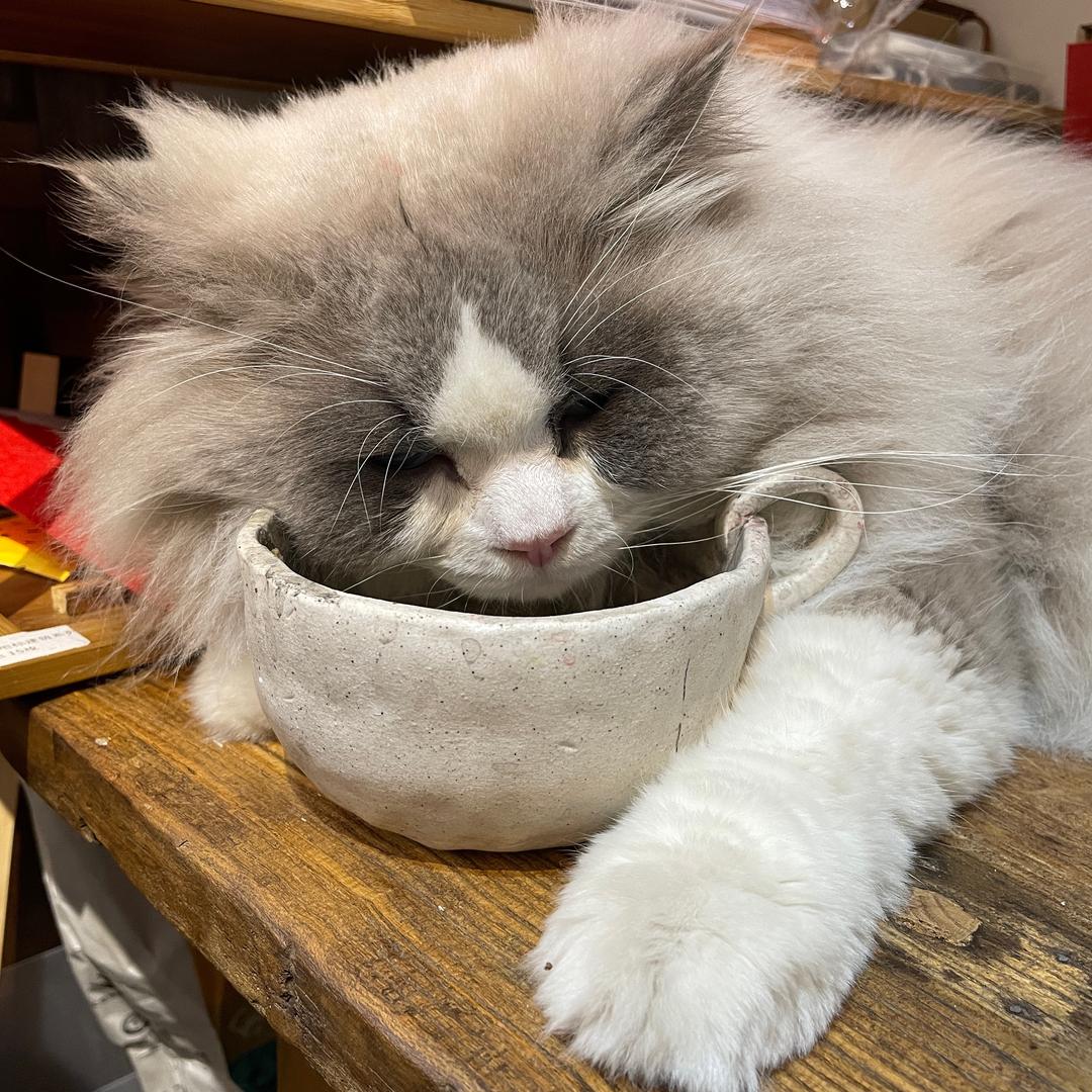 波罗不是菠萝