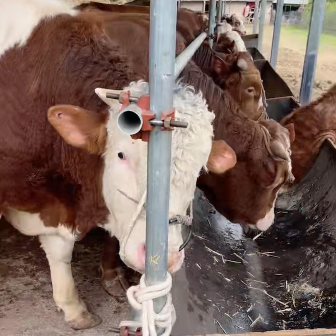 𝓵𝓸𝓿𝓮吕飞生态农场࿐