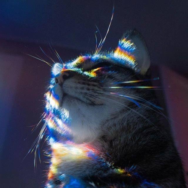 鹿鹿鹿鹿鹿过_