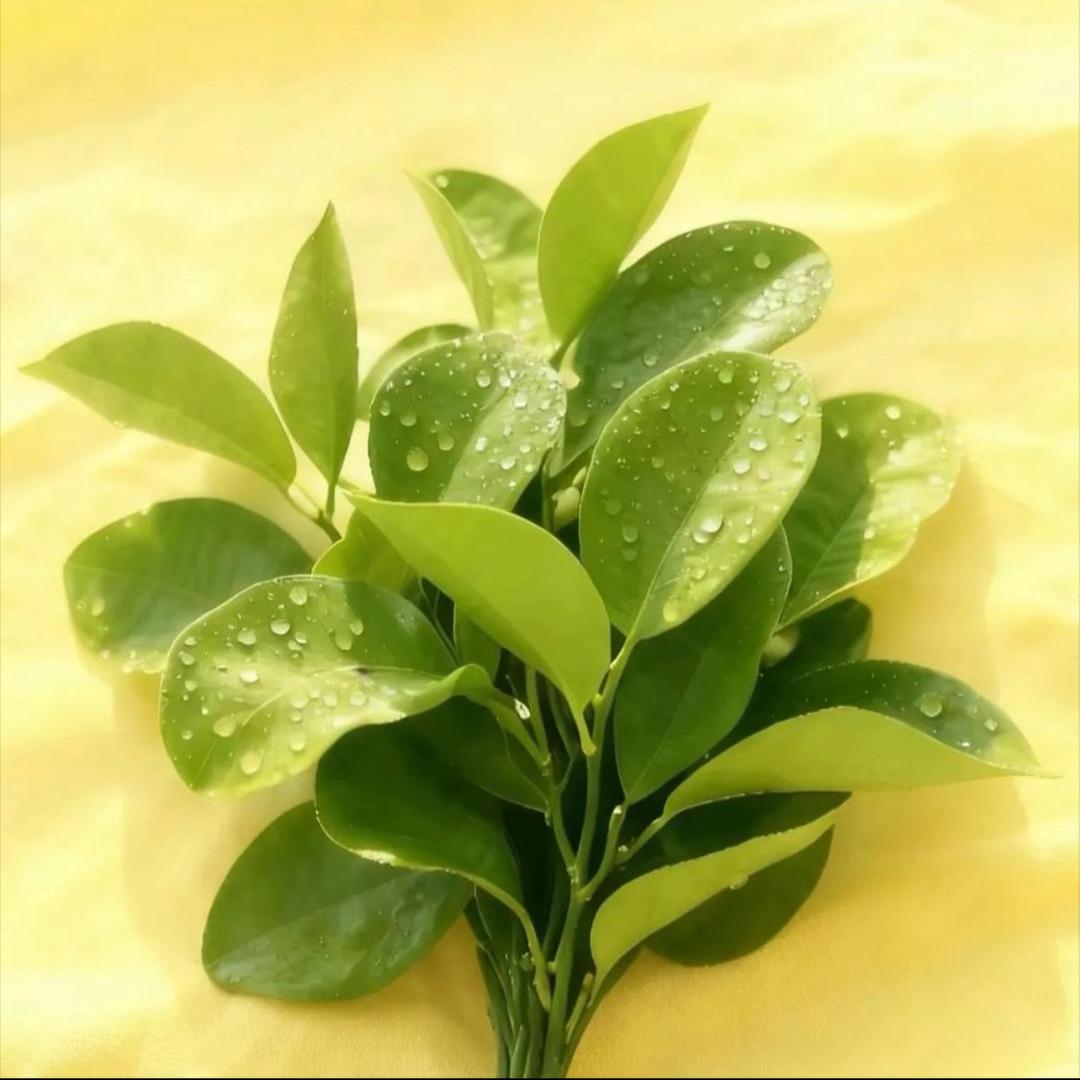 double（减肥到140改名字）