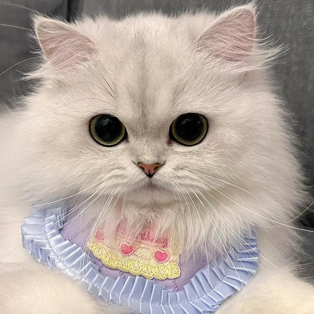 奶油泡芙❤️