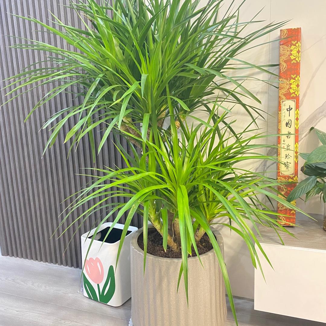 洪恩中心药店