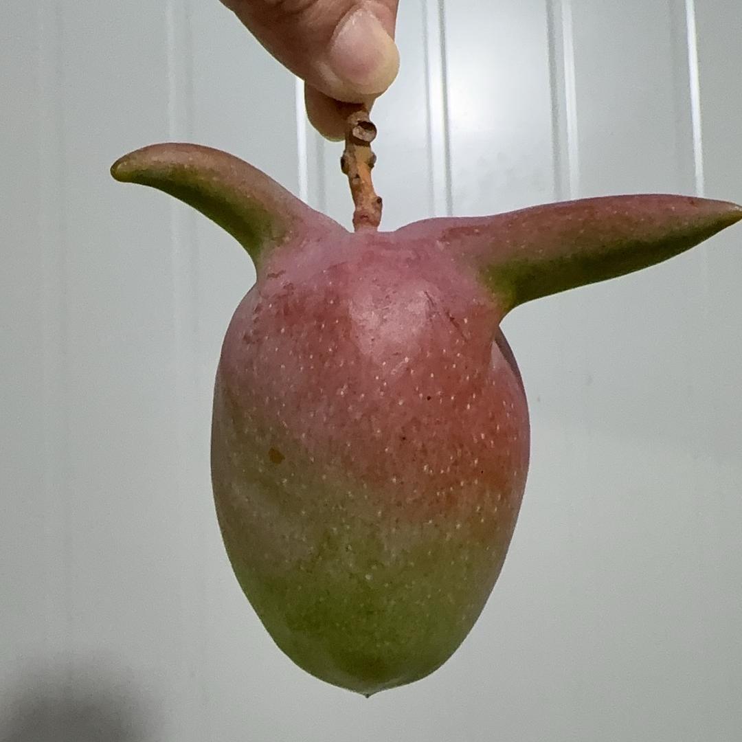 然创甄选