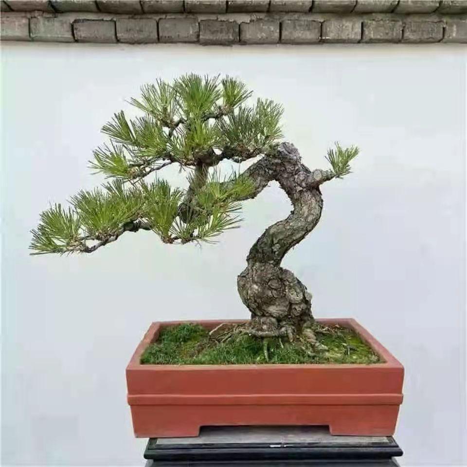 沭阳连会花卉经营部