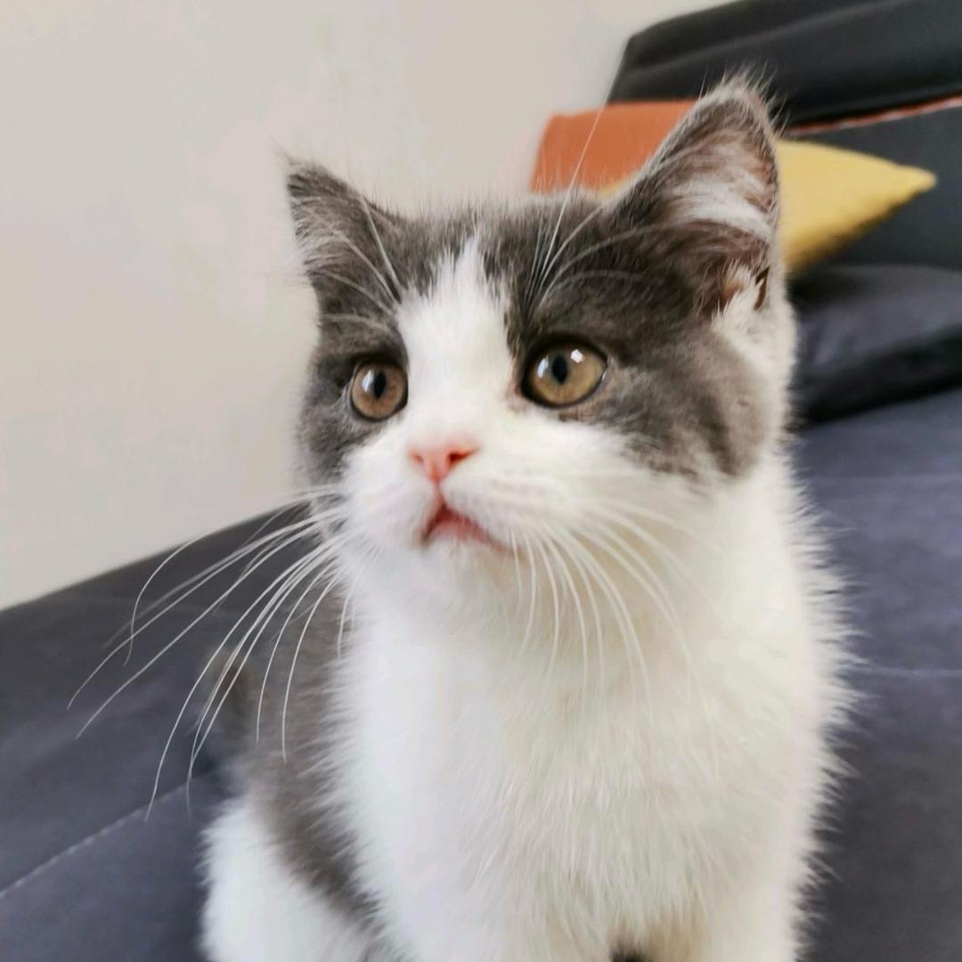 猫公子甄选