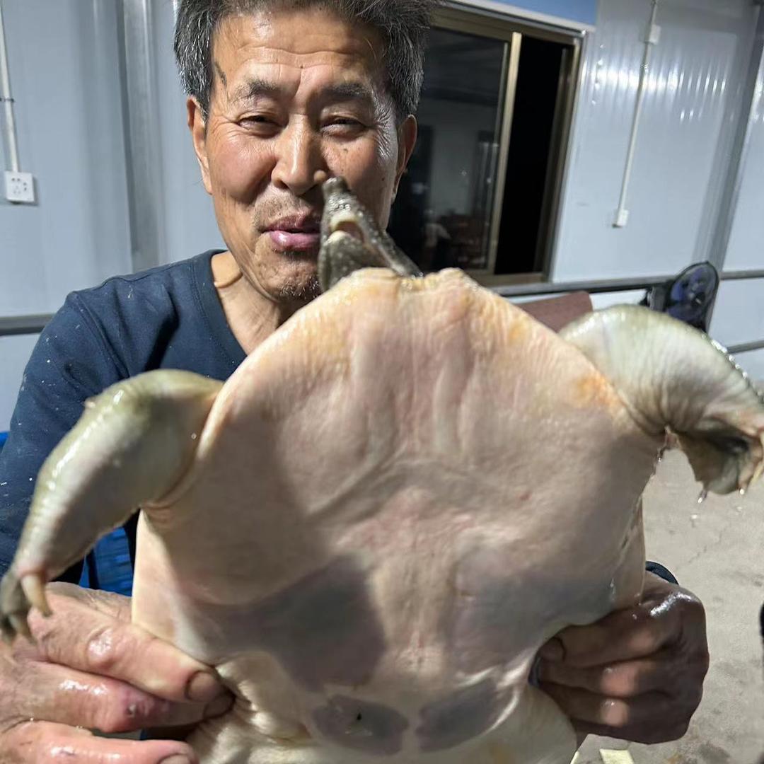 楼大伯野塘茭白甲鱼（橱窗甲鱼）