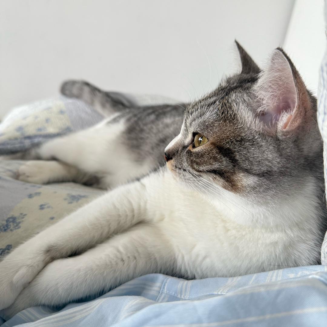 辣椒炒肉🐈‍⬛