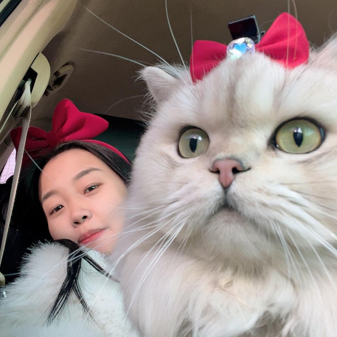 肥羊
